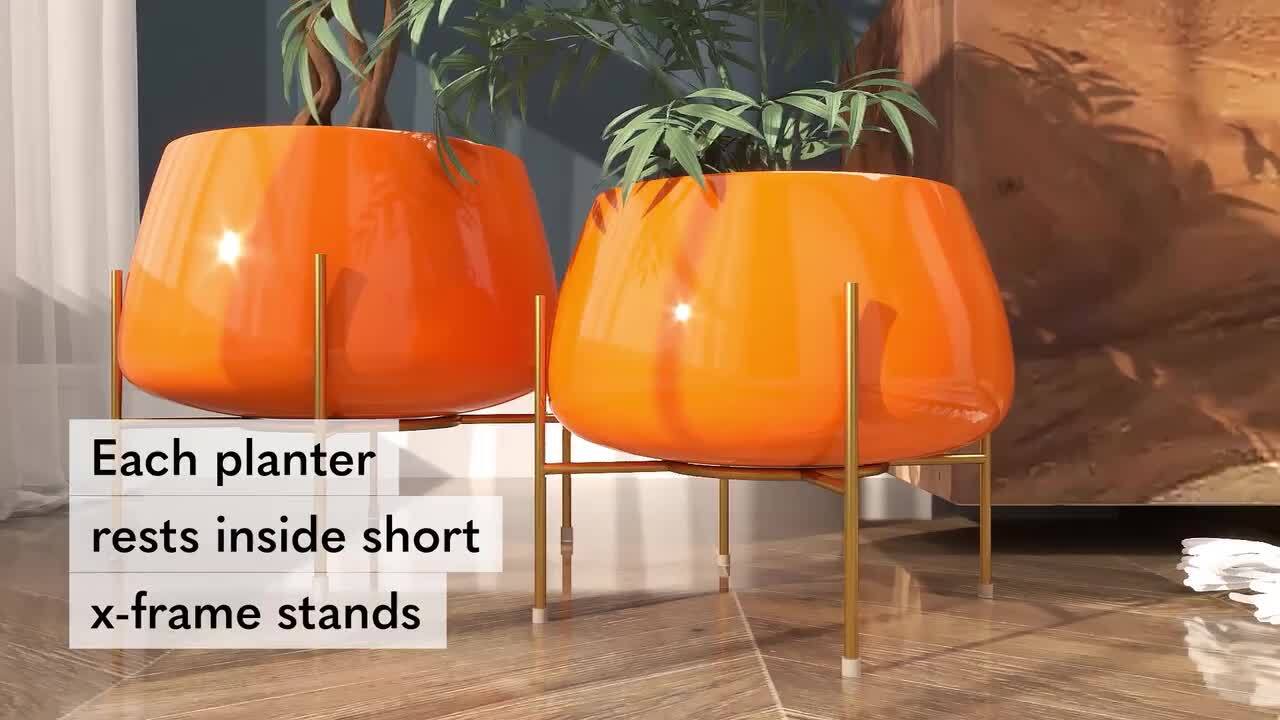strelitzia indoor plant XL Potted Bird of Paradise | 170200cm