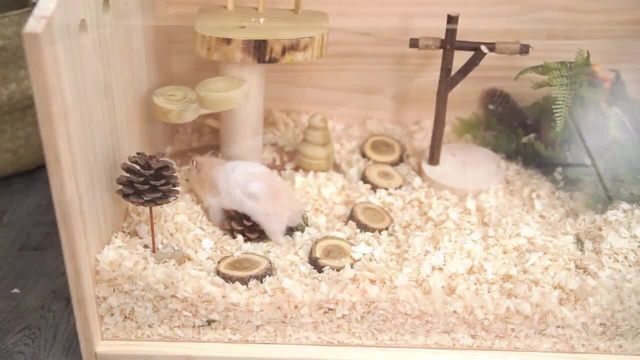 A Guide to Hamster Lifespan in Hamster Cages - Coziwow