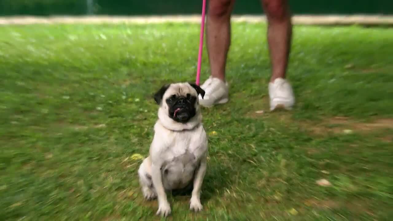 Dirt Devil DogWalker Handheld Vacuum Pooper Scooper Refill Cups 60