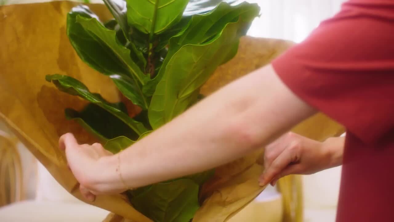 Live Snake Plant Sansievieria Zeylanica in 9.25 Grower Pot