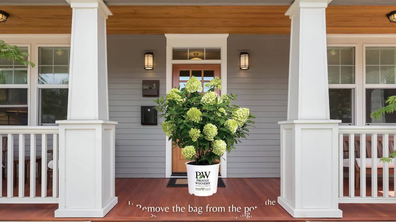 Have a question about PROVEN WINNERS 2 Gal. Prime Limelight