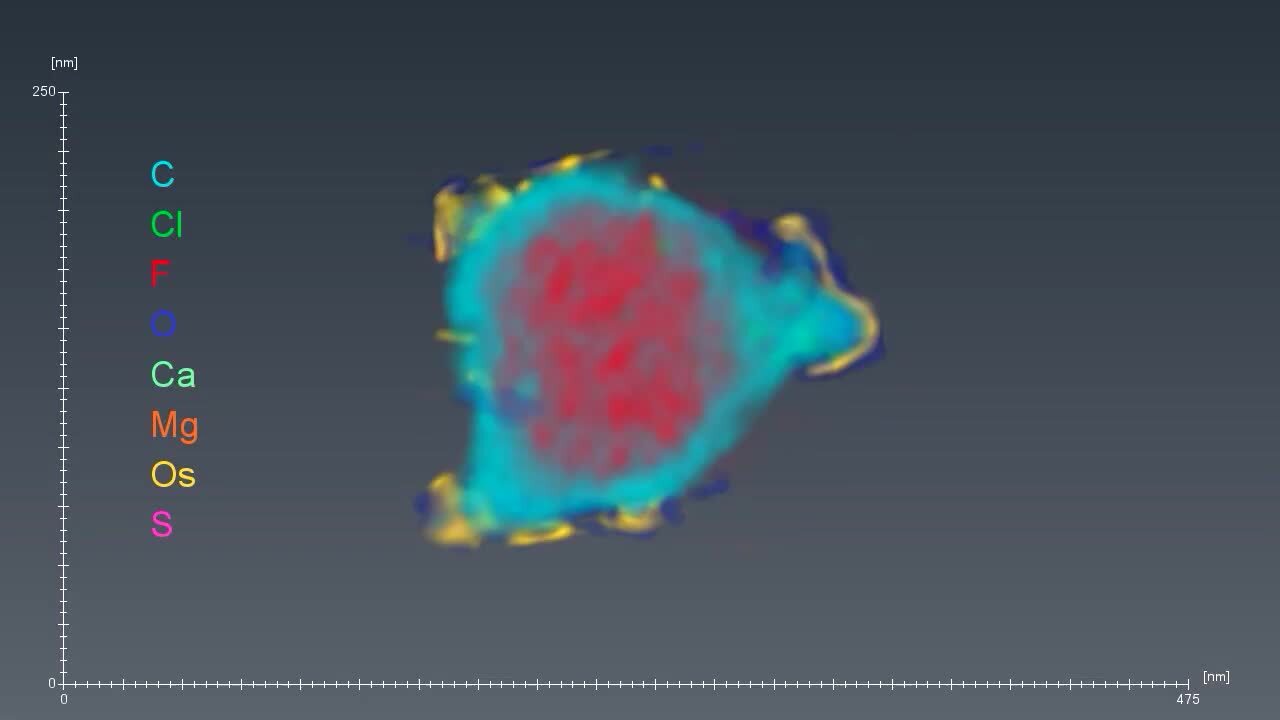 EDS tomography data of organic nanoparticles in a polymer sheet