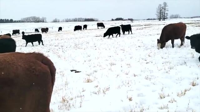 Are you relying on straw to get through this winter? - Canadian Cattlemen