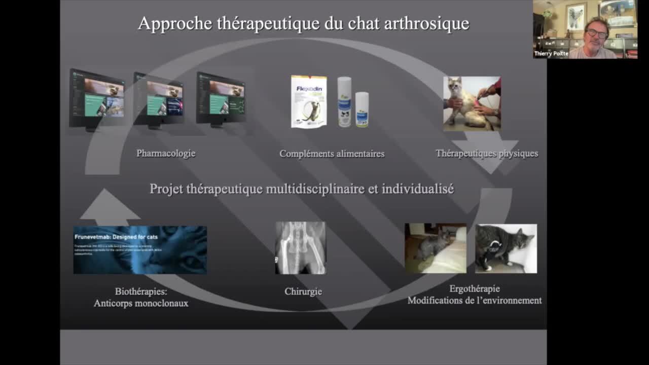 L'immunothérapie: anti-corps monoclonaux anti-NGF pour la gestion de l' arthrose - Arthrose - Douleurs chroniques - Services médicaux - Cabinet  vétérinaire