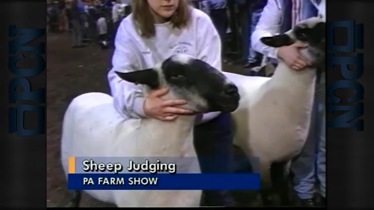 Sheep and Ram Judging 1997 PA Farm Show