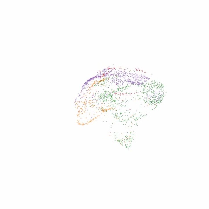 Anatomical Diversity of the Adult Corticospinal Tract Revealed by Anatomical Diversity of the Adult Corticospinal Tract Revealed by