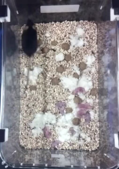 Compilation jum ichida va lick Compilation jum ichida va lick