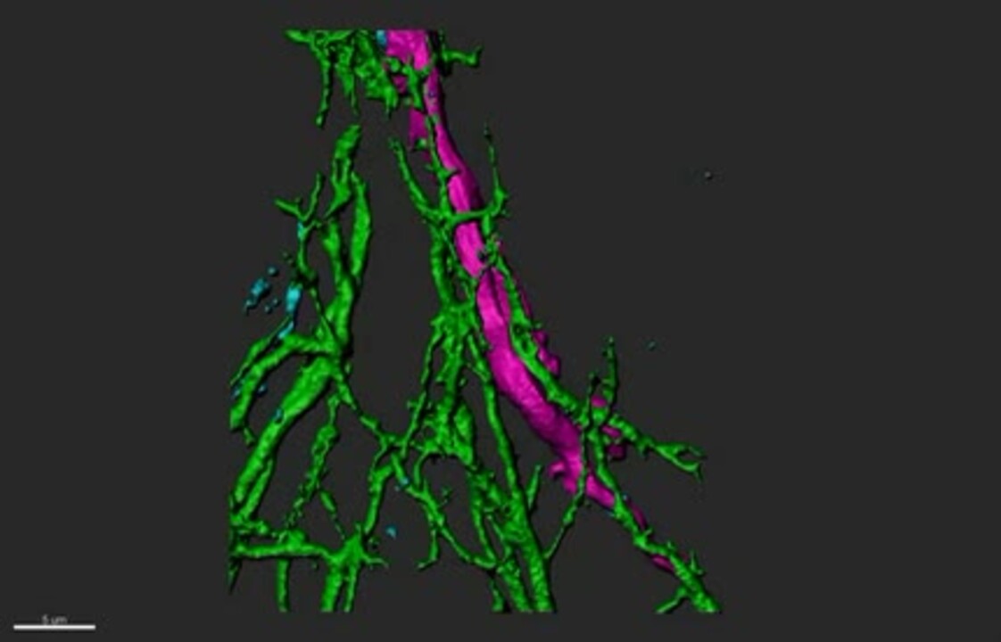 Newly Identified Electrically Coupled Neurons Support Development of the  Drosophila Giant Fiber Model Circuit