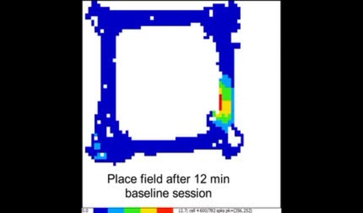 blueraster drop asymmetry ∴ アレルギー対応