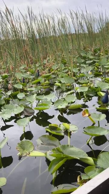 EVERGLADES HOLIDAY PARK - Updated April 2024 - 1975 Photos & 874 ...