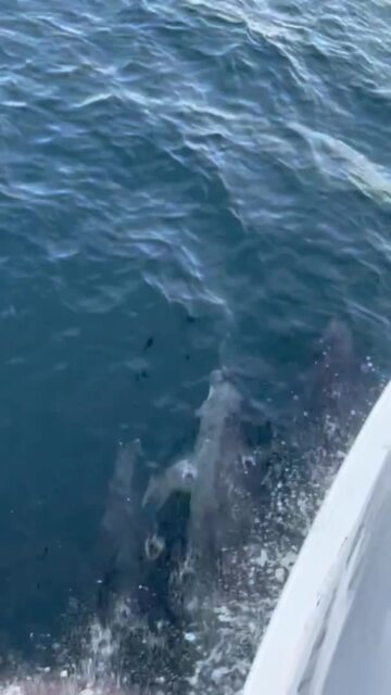 The dolphins swam alongside the boat
