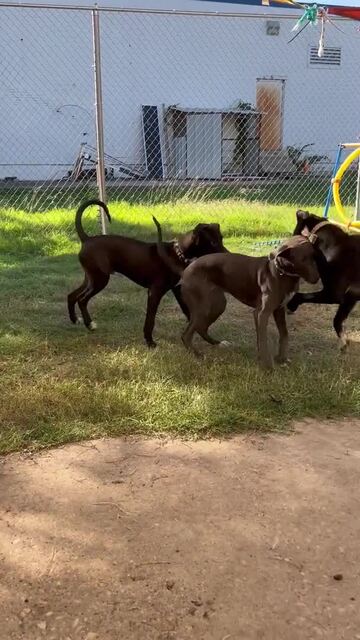 Water Bottle - Easily Distracted By Rescue Dogs — Cane Rosso Dog Rescue