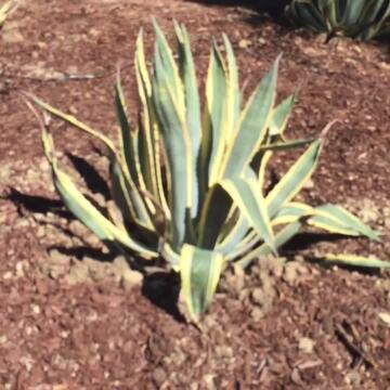 Photo of Lawn By Twins - Orange County, CA, US. Love my Americana agave!