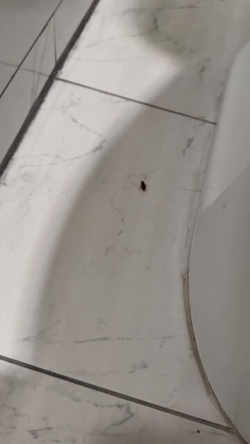 Roach in the bathroom