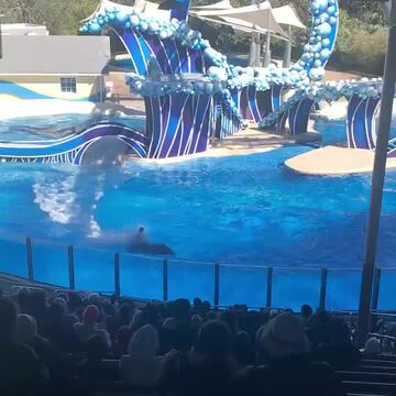 Shamu Show: Believe - Updated May 2024 - 85 Photos & 22 Reviews - 500 