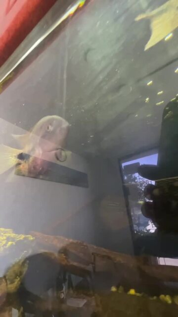 Photo of ALS Smog & Repair - Milpitas, CA, US. fish tank with fish swimming
