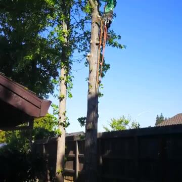 Photo of Genesis Tree Services - Sacramento, CA, US. Genesis guys climbed all four. Narrow area, but they roped all limbs.