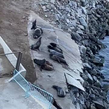 Sea lions on the dock