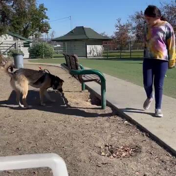 ROY M BUTCHER DOG PARK - 245 Photos & 303 Reviews - 3950 Camden Ave ...