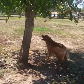 C BAR C PARK DOG PARK Updated April 2024 102 Photos 101 Reviews   Image 