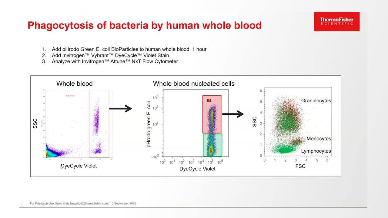 Cell-Based Assays and Analysis in Antimicrobial Research