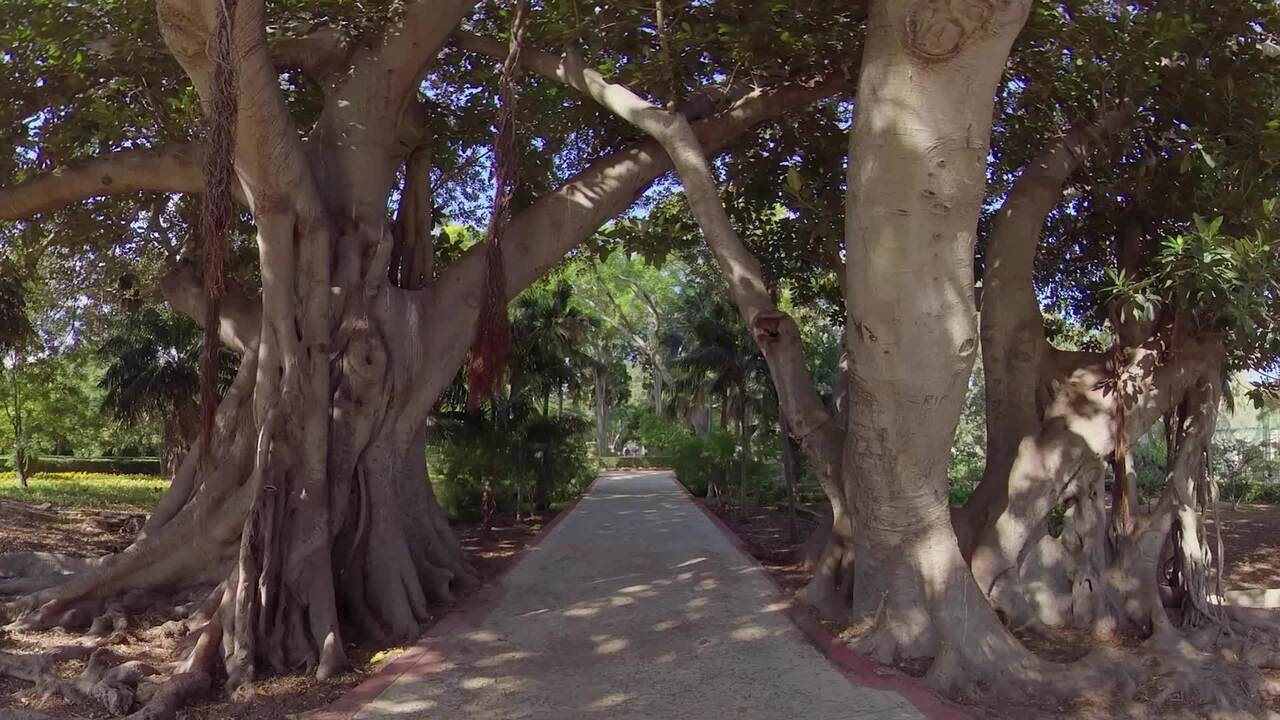 Relaxation: Trees
