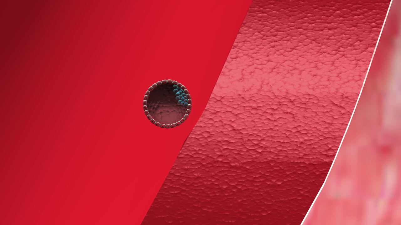 Blastocyst Attaching to the Wall of the Uterine Cavity