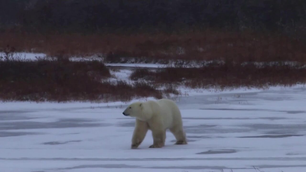 Remote Canadian Town Programs Radar To Spot Approaching Polar Bears