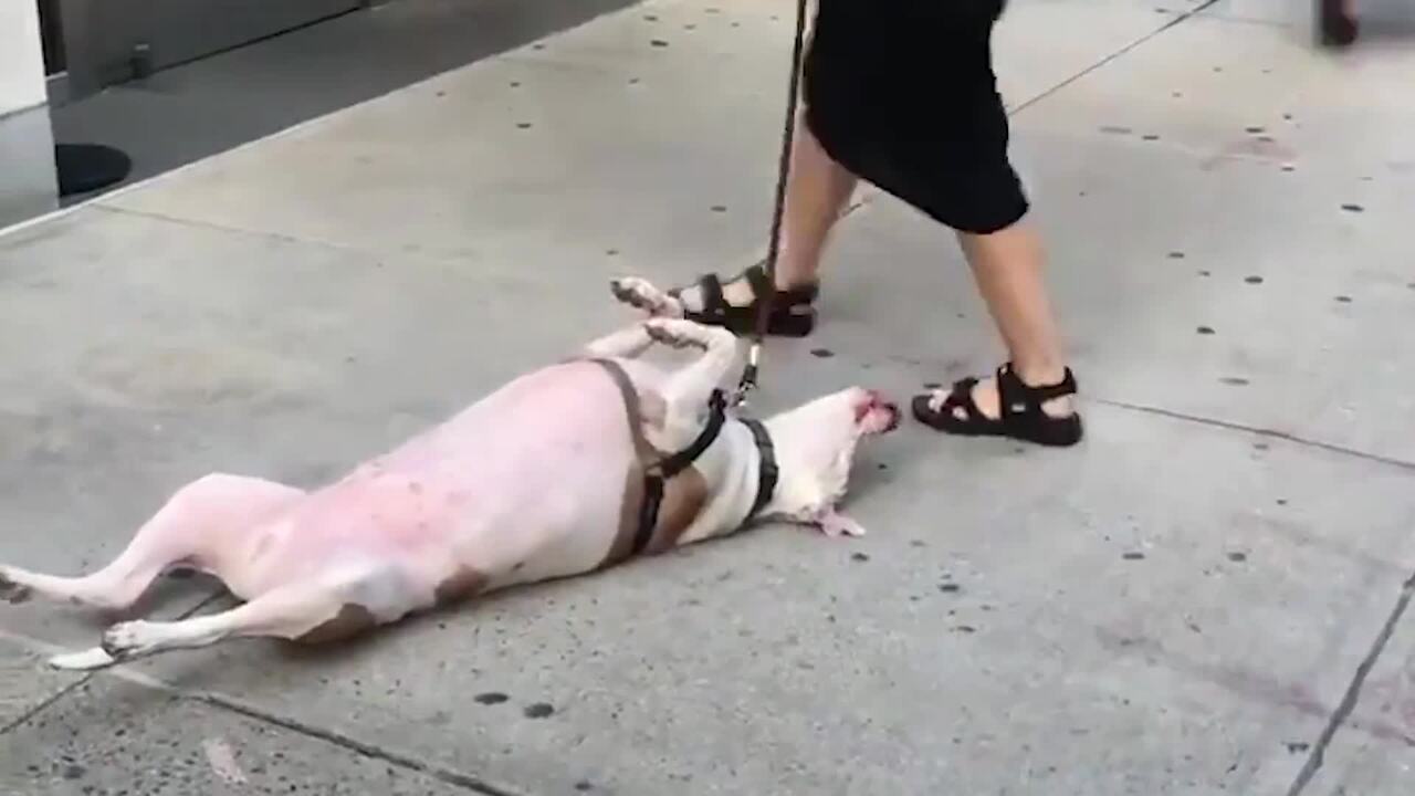 Someone get this good girl some air conditioning and a treat! Watch the hilarious moment a dog stopped her owner on the streets of Manhattan and refused to move. 