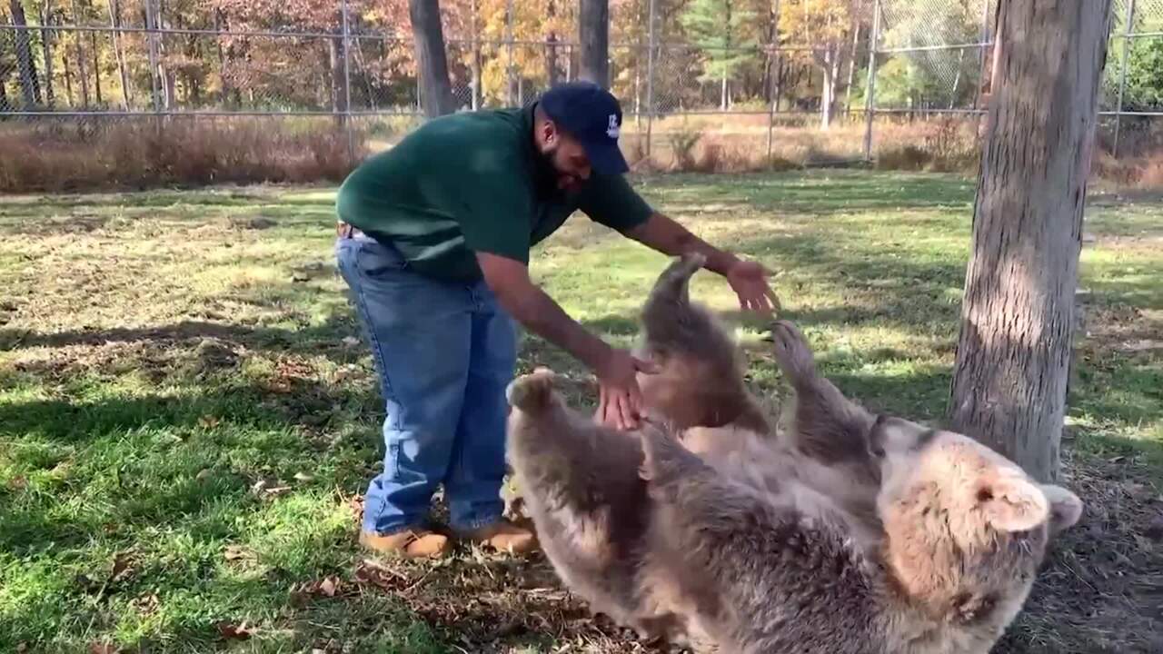 Orphaned bear reunited with man who raised her as a cub (Video) | New York Post
