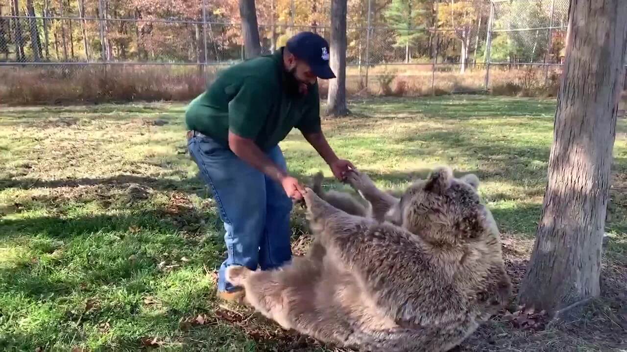 Orphaned bear reunited with man who raised her as a cub (Video) | New York Post