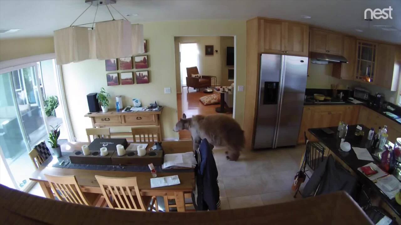 Small Dogs Chase Off Bear That Broke Into California House While Owner Napped
