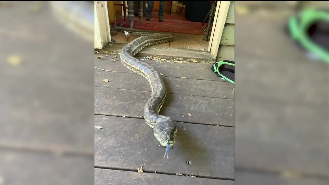 Speedy new species of snake uncovered in Australia, Newsroom