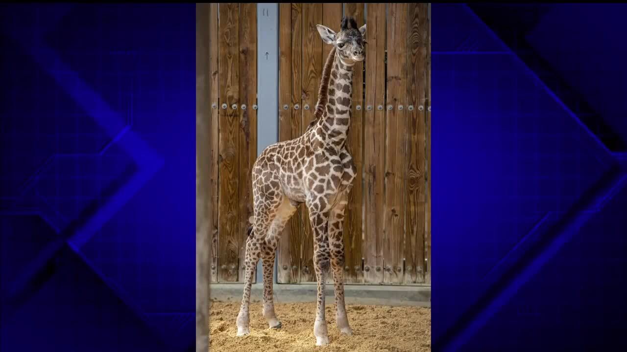 Disney's Animal Kingdom announces birth of baby giraffe – WSVN 7News |  Miami News, Weather, Sports | Fort Lauderdale