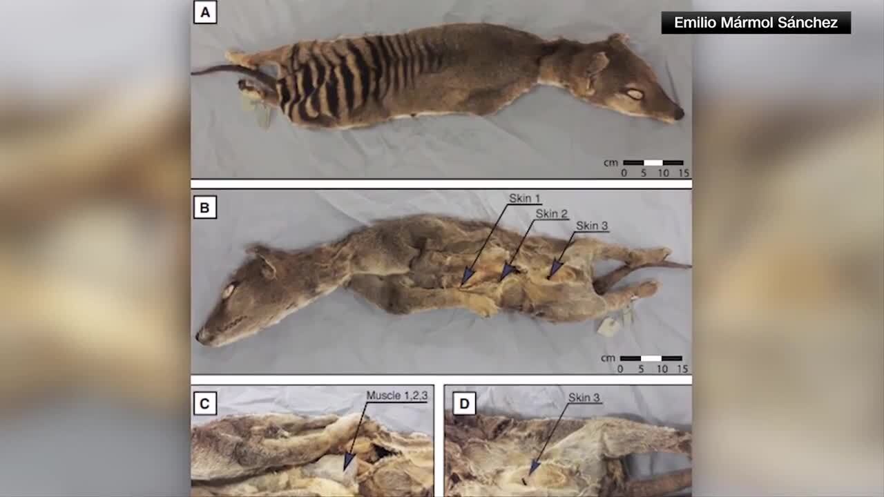 In a first, RNA recovered from extinct Tasmanian tiger
