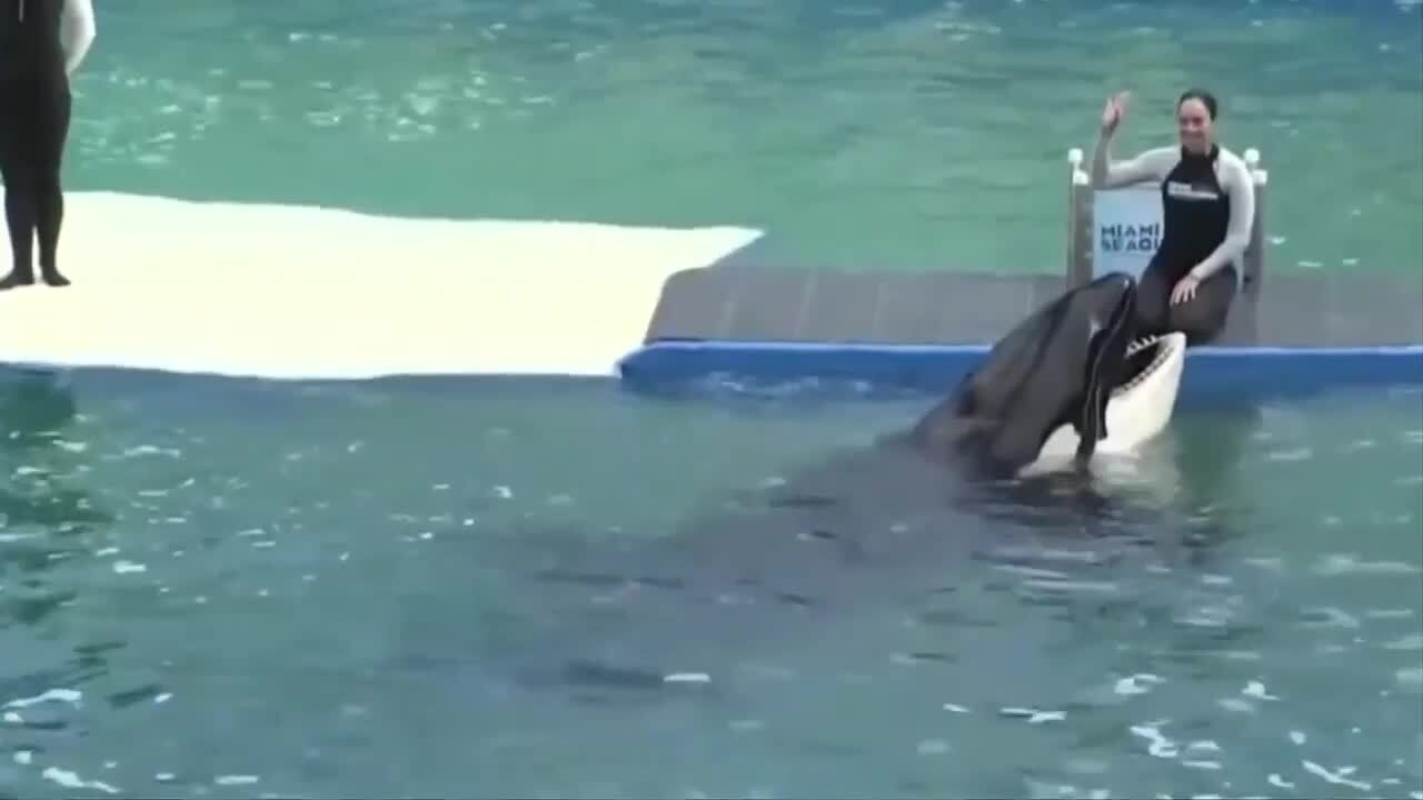 Florida Memory • Flipper performing at Miami Seaquarium.