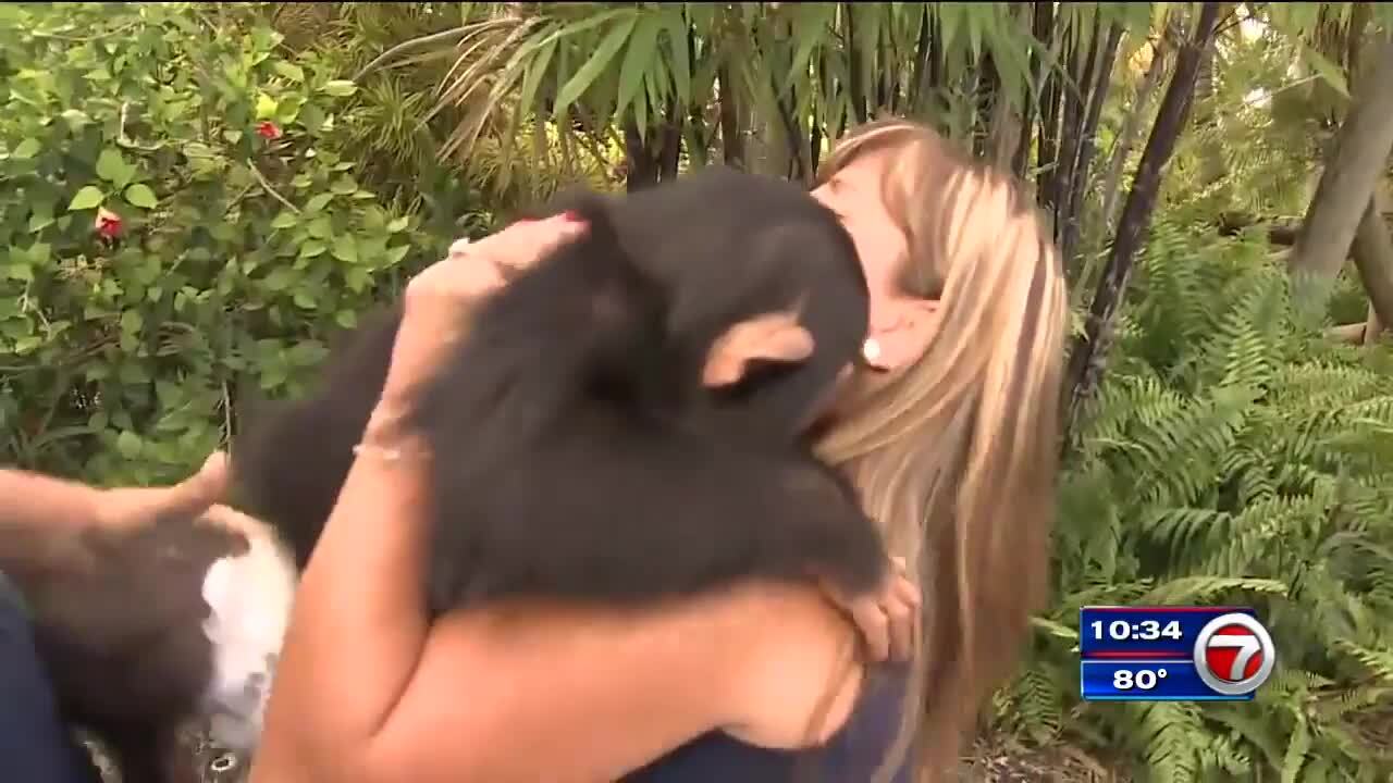 Adorable video of chimpanzee reuniting with foster parents goes