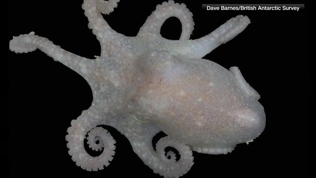 Octopus DNA seems to confirm scientists' theory about a long-standing  geological mystery - WSVN 7News, Miami News, Weather, Sports