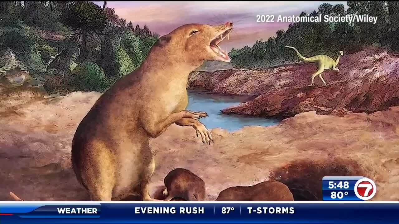 A shrew-like creature that lived 225 million years ago is the oldest mammal  ever identified – WSVN 7News | Miami News, Weather, Sports | Fort Lauderdale