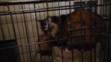 Copiah Co. Mississippi cat rescue - 1/31/23 - Broll for media download