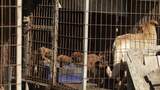 SK Dog Meat_Farm 18_Media BROLL