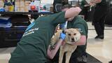 South Korea Rescue_Care and Rehabilitation Center_Media BROLL_LB