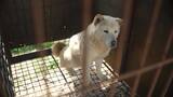 HWFA_South Korea_Dog Meat Farm_Pre Closure Broll_2025