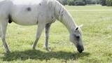 Sam Elliott Equine at Black Beauty Ranch — Broll