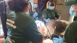 Veterinary Checks for Liberia Second Chance Chimp Rescue — Wide Broll
