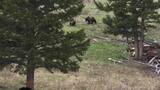 Black Bear Broll - For Media Download