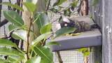BBR Marmosets_Media BROLL