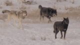U.S. wolf footage - media b-roll