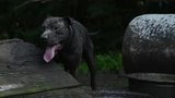 Alleged Cruelty ART case - August 2026 - Media Broll