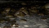Animal Testing_HorseshoeCrabs_Pickering Beach DE-New Moon-052725_SELECTS_ts_v3